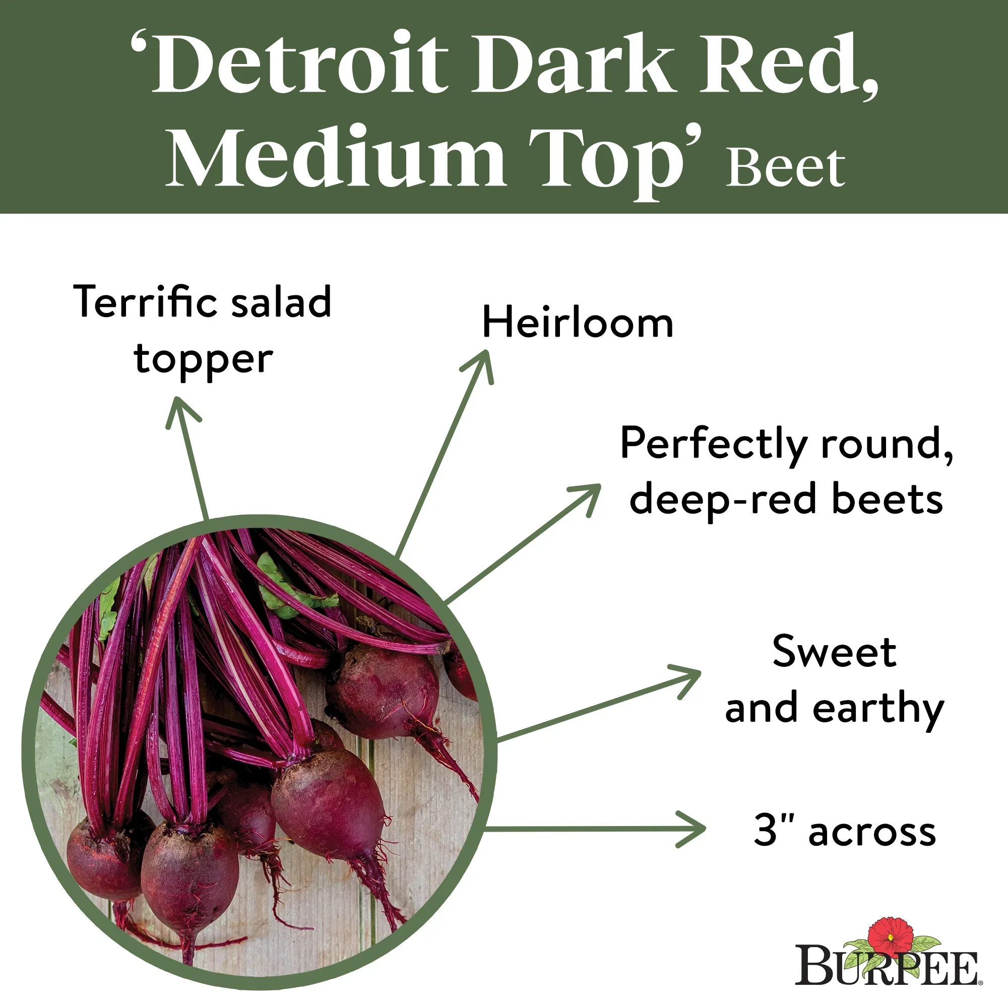 Organic Beet Detroit Dark Red - Burpee Seeds - Image 4