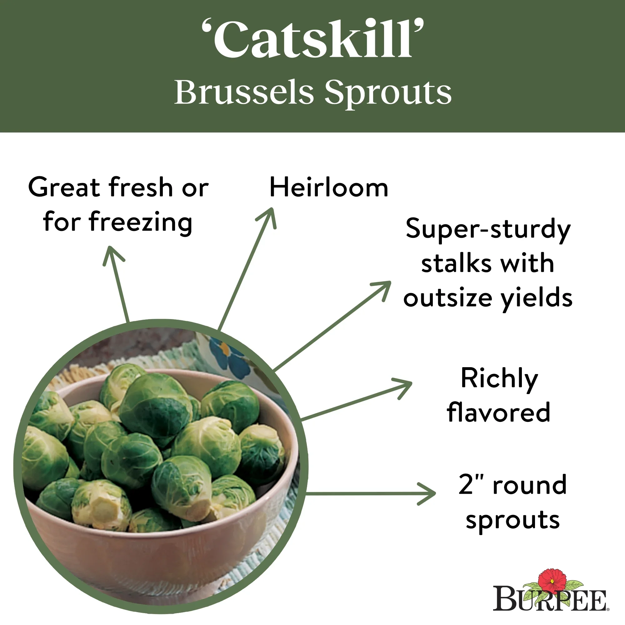 Brussels Sprouts Catskill - Burpee Seeds - Image 3