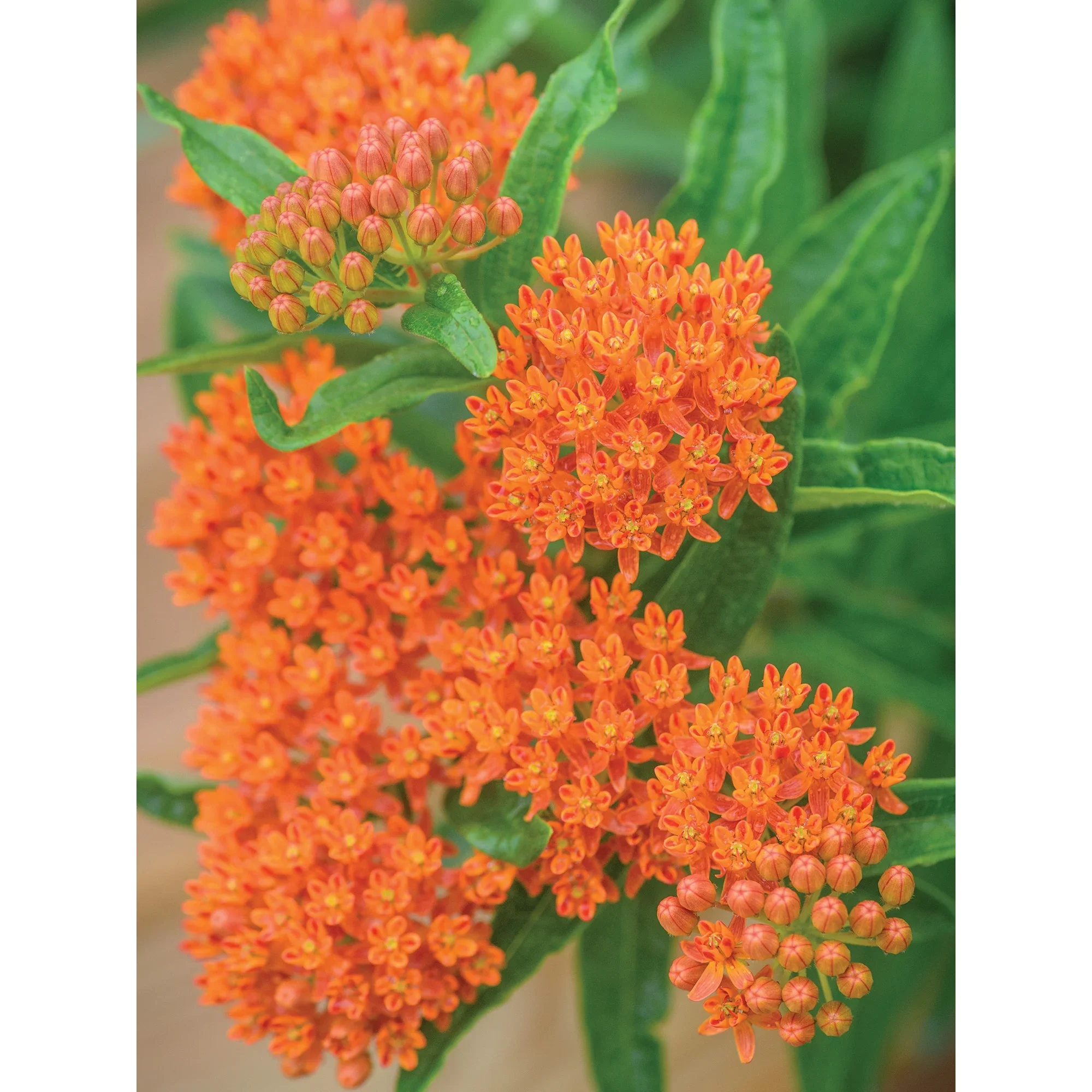 Butterfly Weed - Burpee Seeds - Image 3