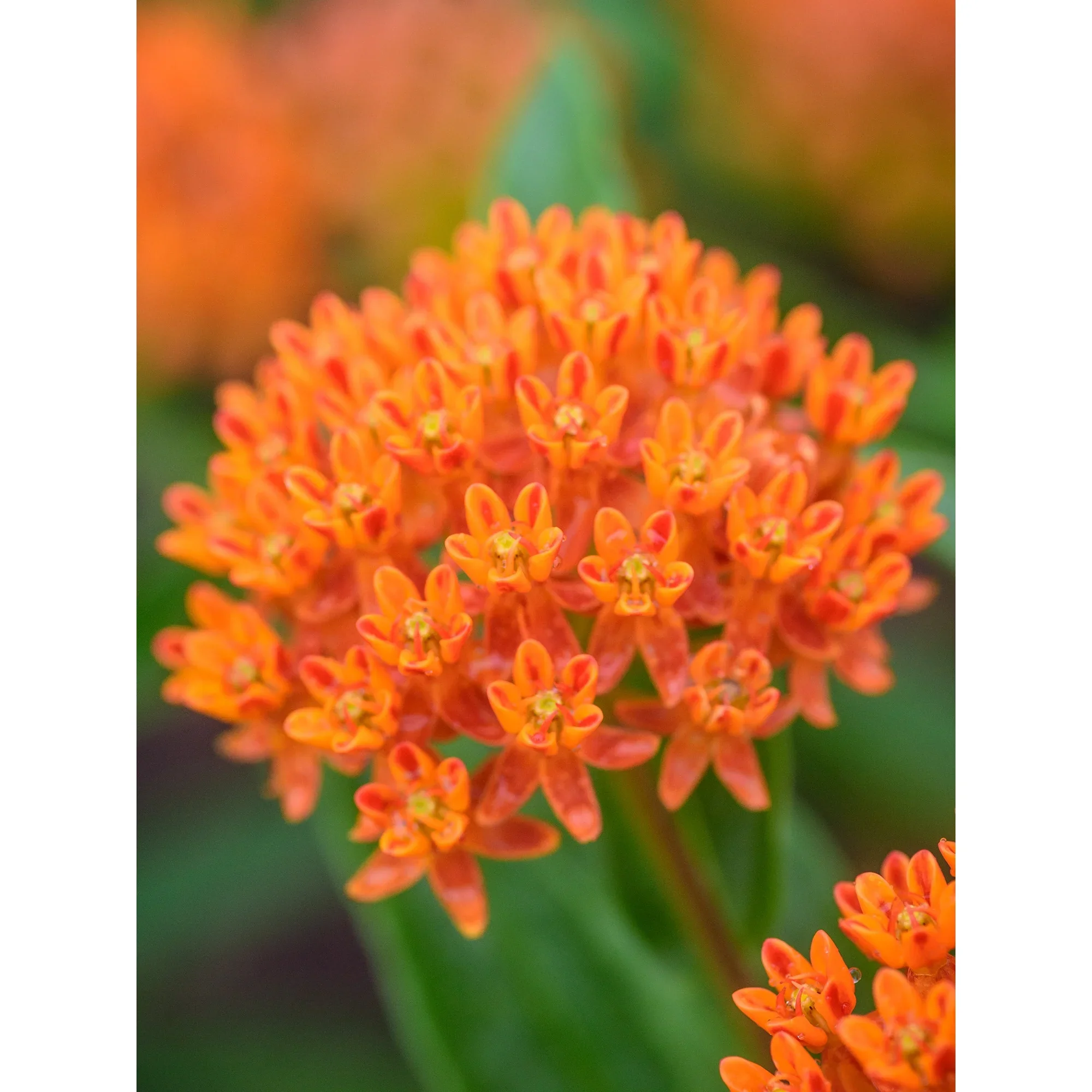 Butterfly Weed - Burpee Seeds - Image 4