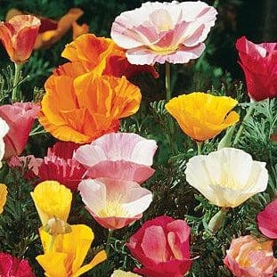 Poppy California Sunset Mixed Colors - Burpee Seeds