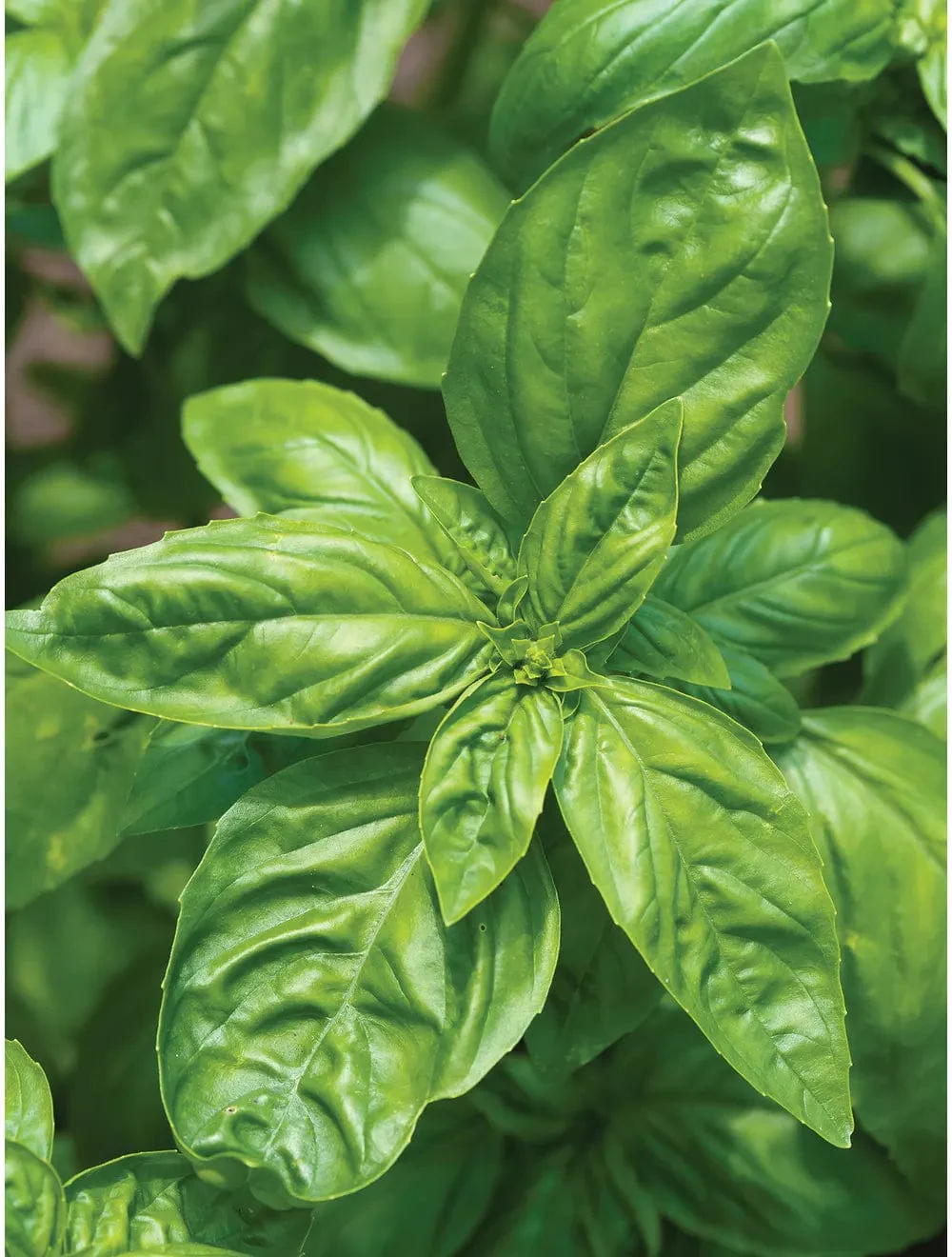Basil Genovese - Burpee Seeds - Image 3