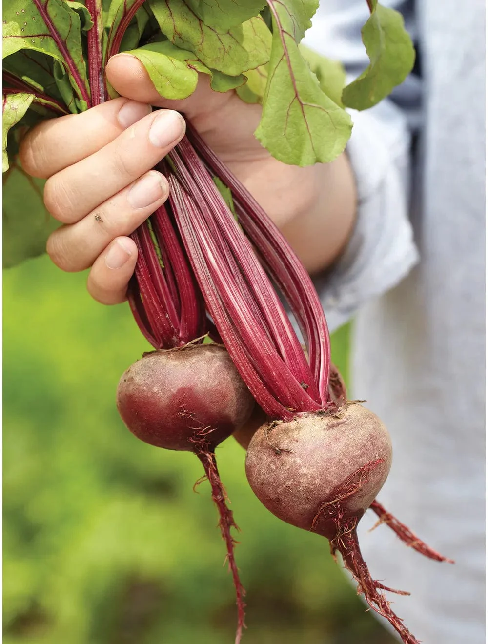 Organic Beet Early Wonder -  Burpee Seeds - Image 3