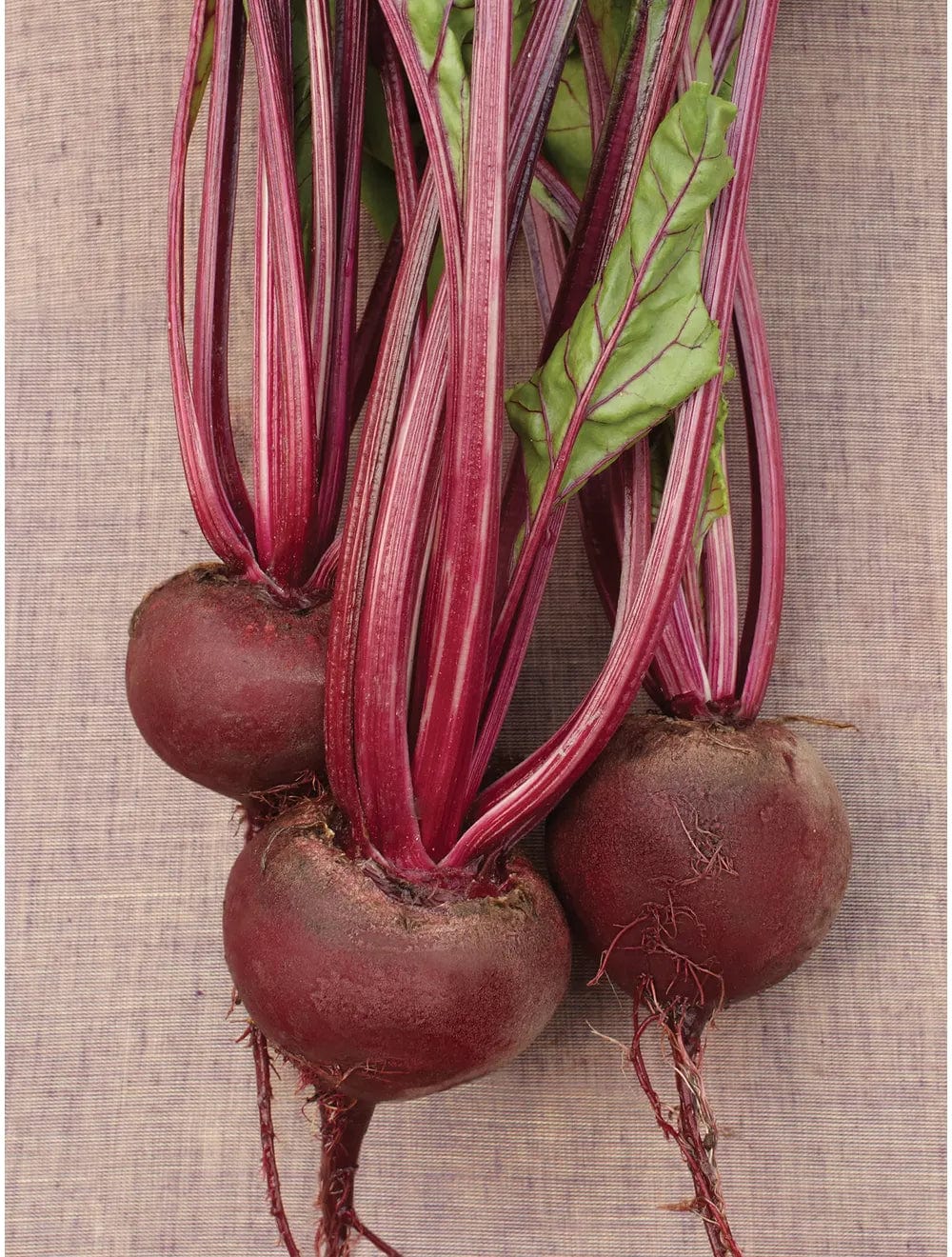 Organic Beet Early Wonder -  Burpee Seeds - Image 4