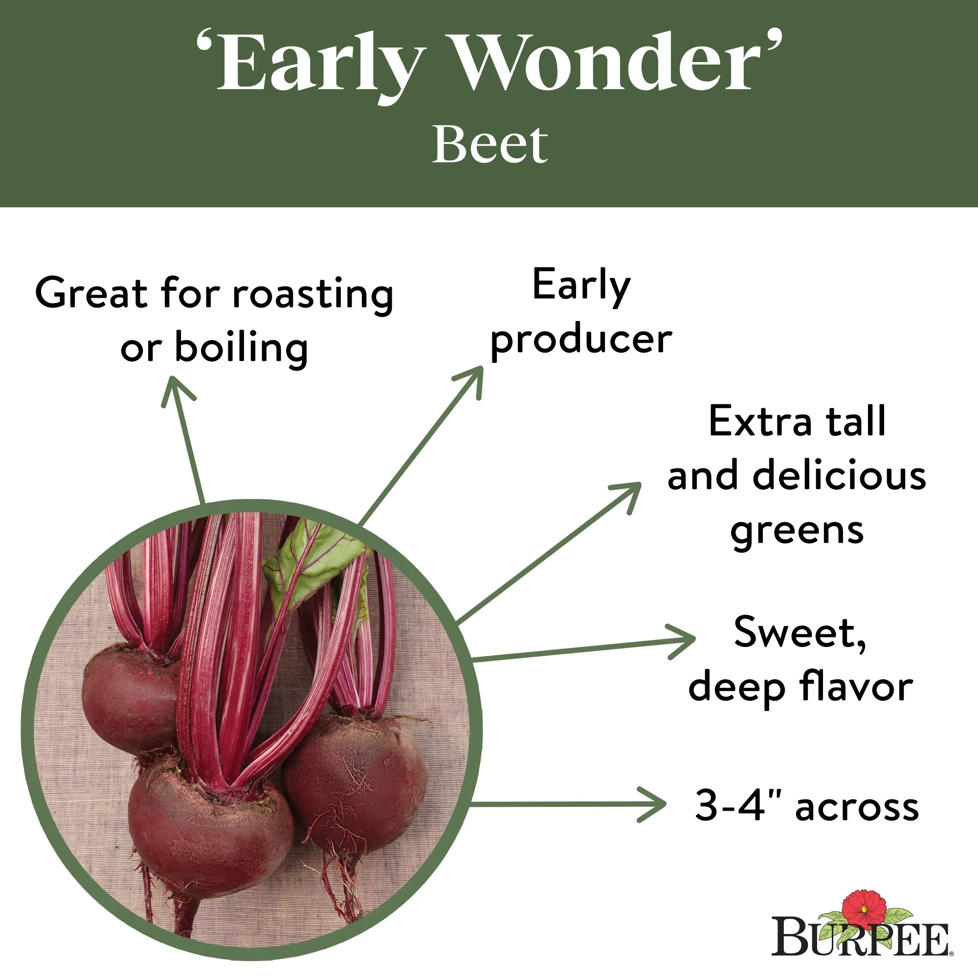 Organic Beet Early Wonder -  Burpee Seeds - Image 5