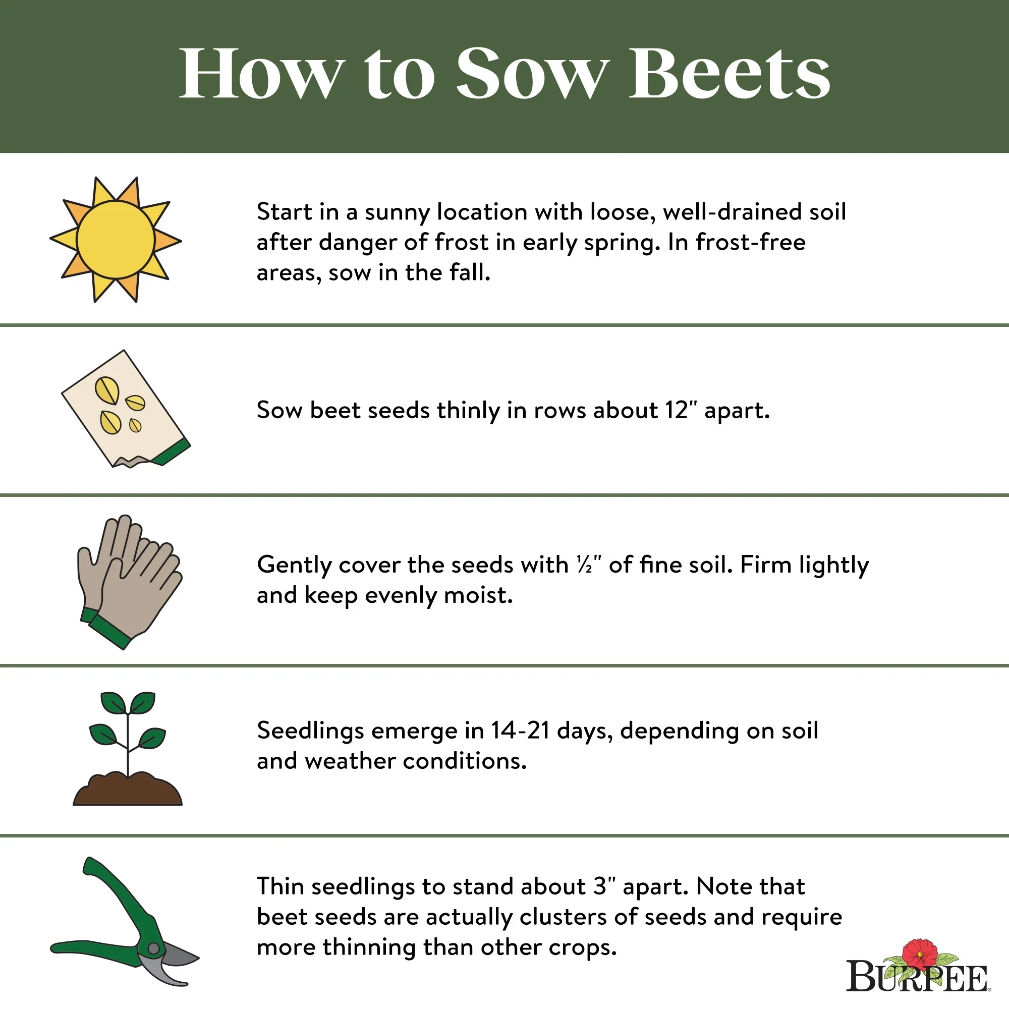 Organic Beet Early Wonder -  Burpee Seeds - Image 6