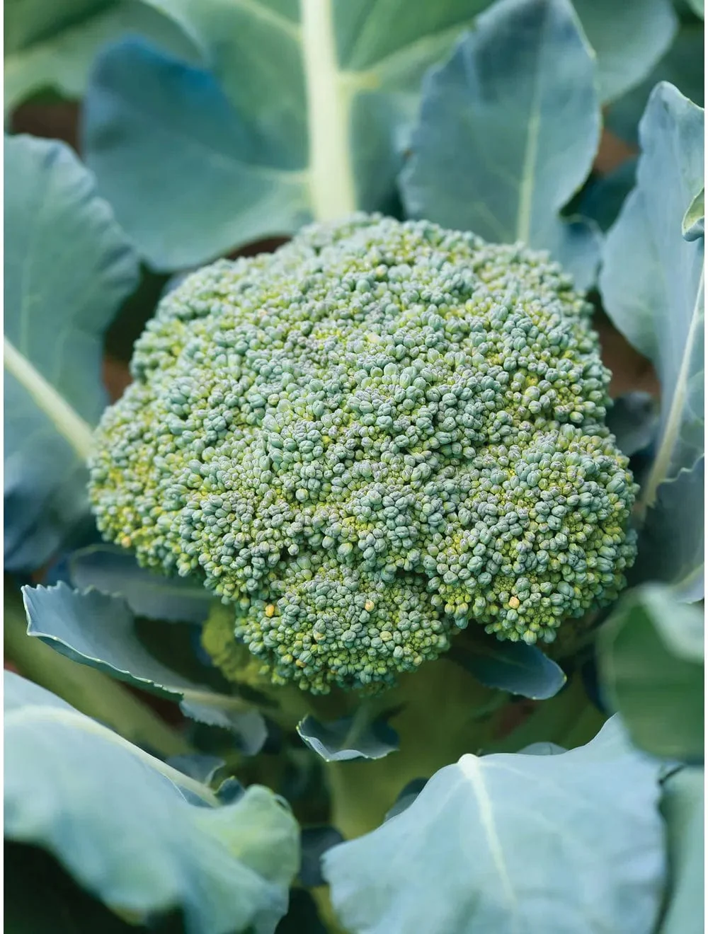 Broccoli Sun King Hybrid - Burpee Seeds - Image 3
