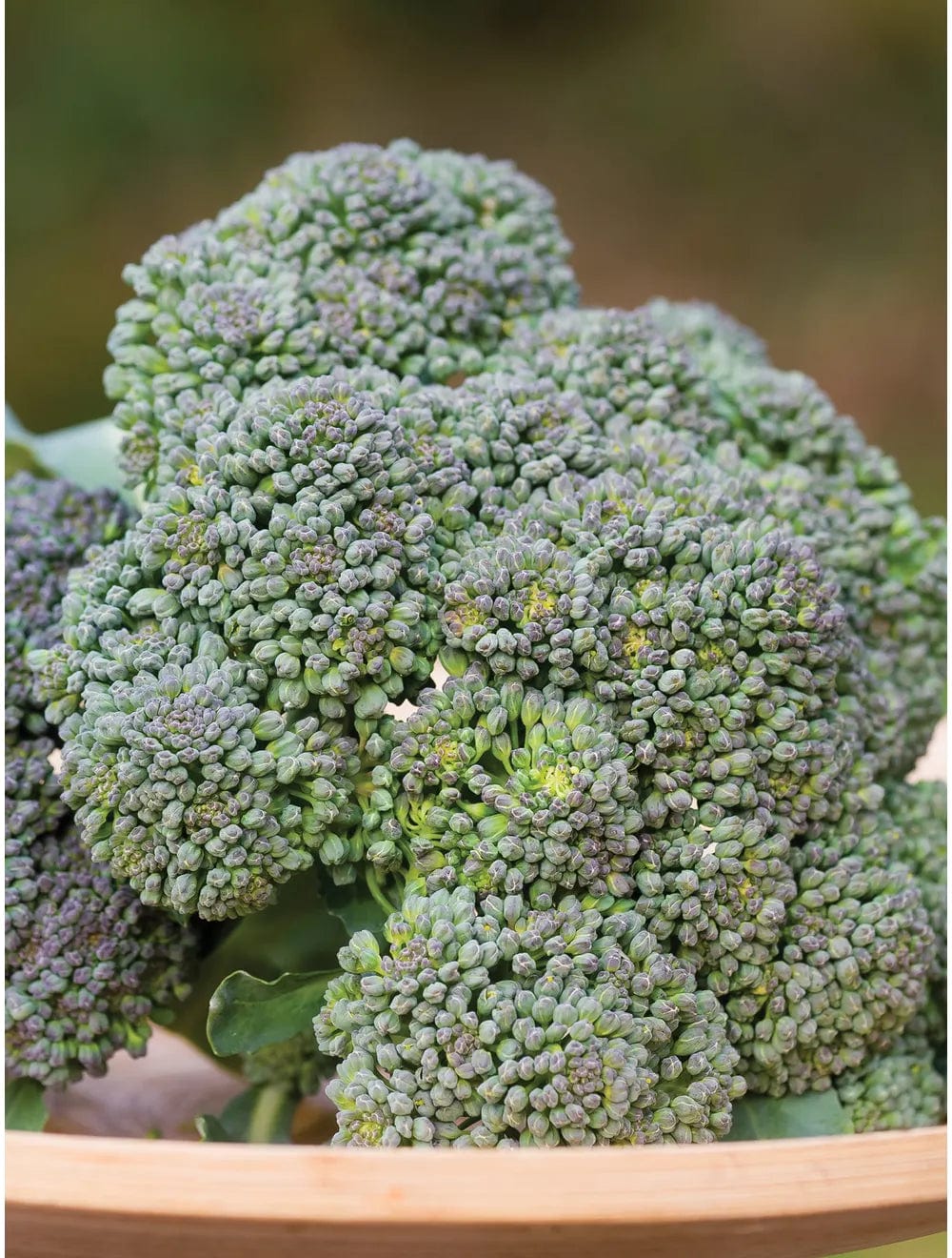 Broccoli Sun King Hybrid - Burpee Seeds - Image 4
