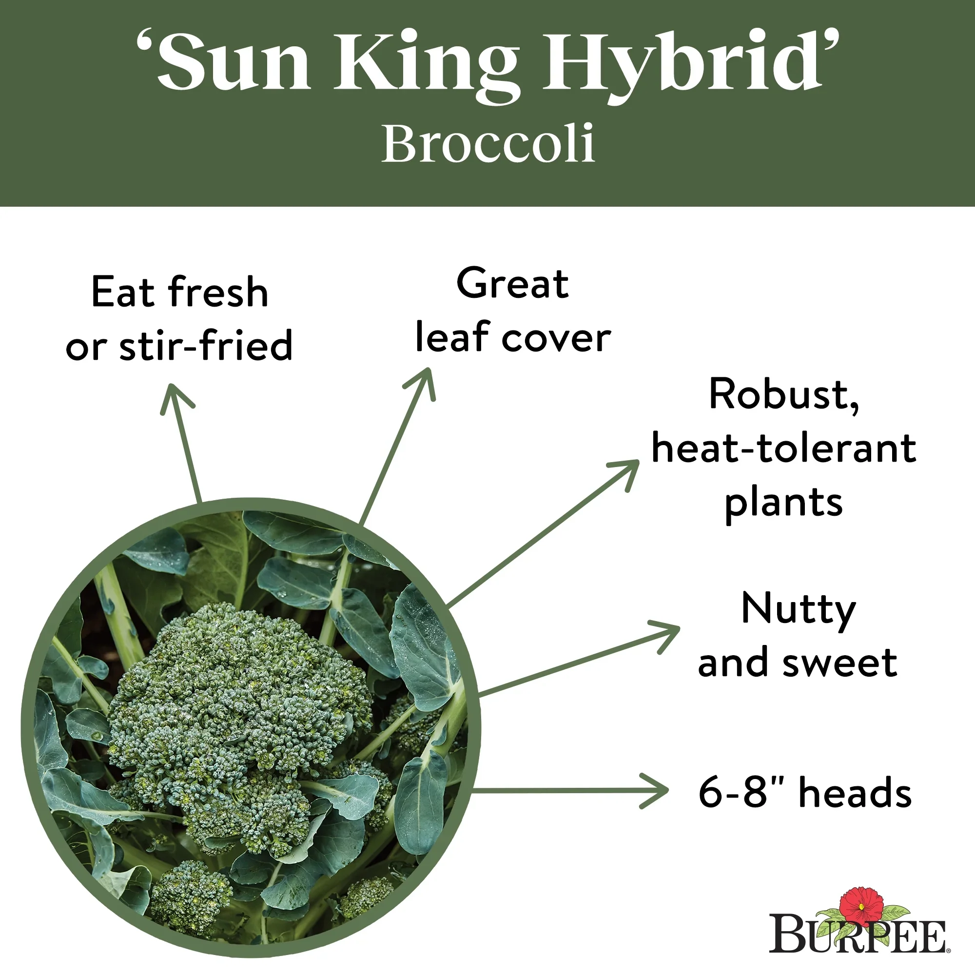 Broccoli Sun King Hybrid - Burpee Seeds - Image 5
