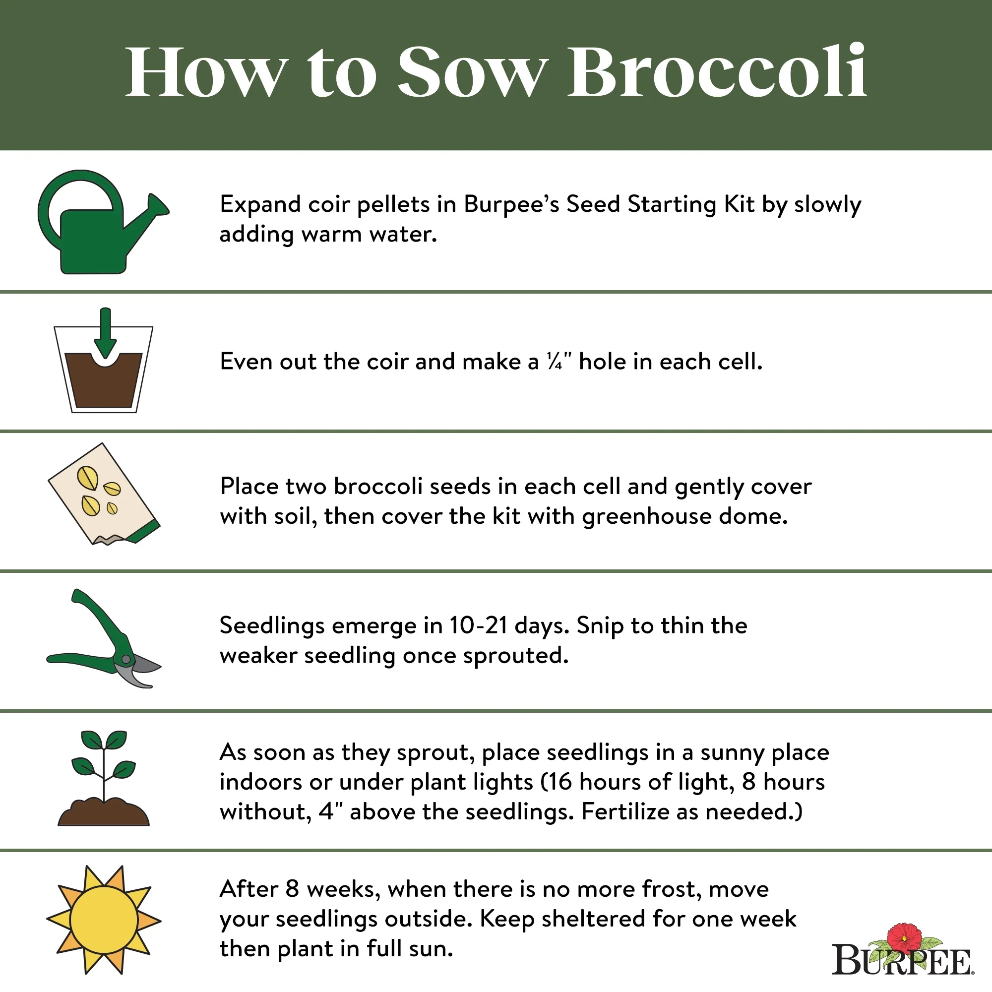 Broccoli Sun King Hybrid - Burpee Seeds - Image 6