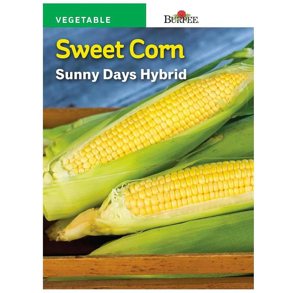 Corn (Sweet) Sunny Days Hybrid - Burpee Seeds