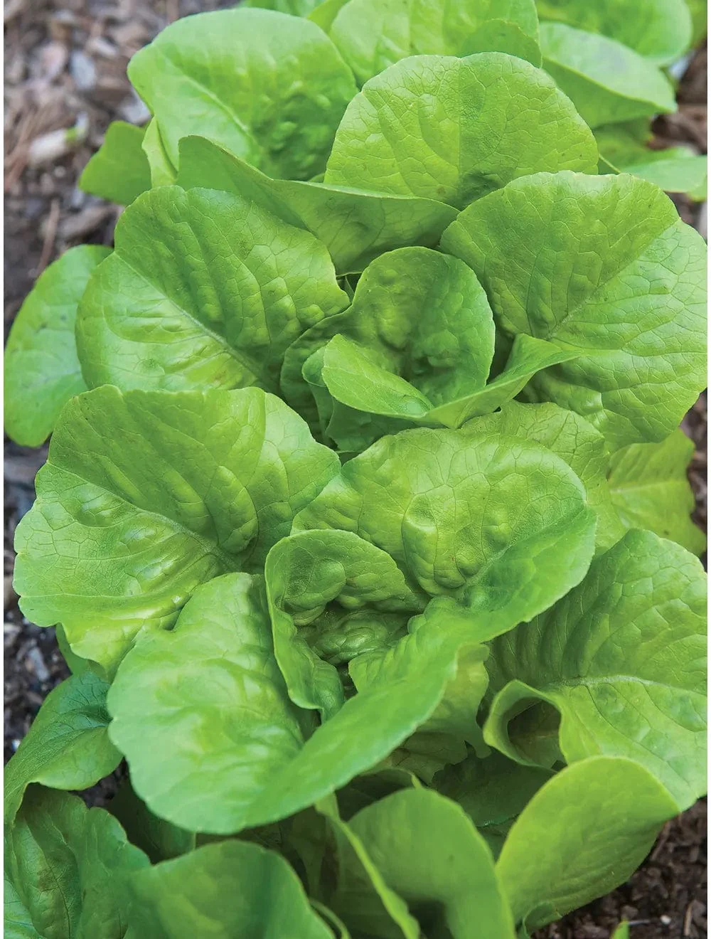 Lettuce Burpee Bibb - Burpee Seeds - Image 2