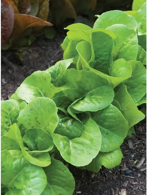 Lettuce Burpee Bibb - Burpee Seeds - Image 3