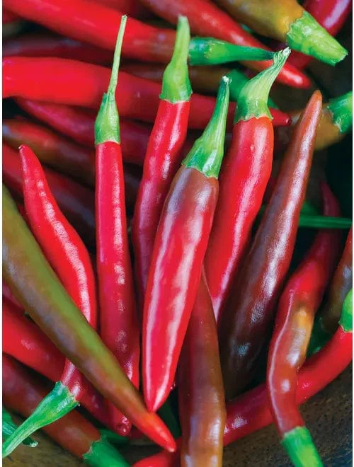 Pepper Big Thai Hybrid - Burpee Seeds - Image 2