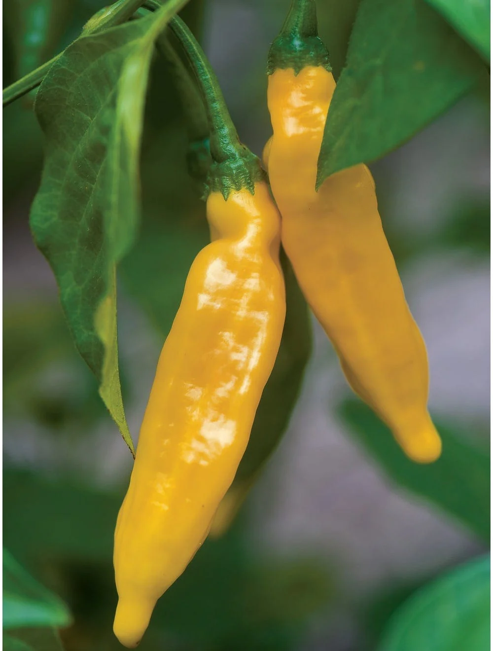 Pepper Hot Lemon - Burpee Seeds - Image 2