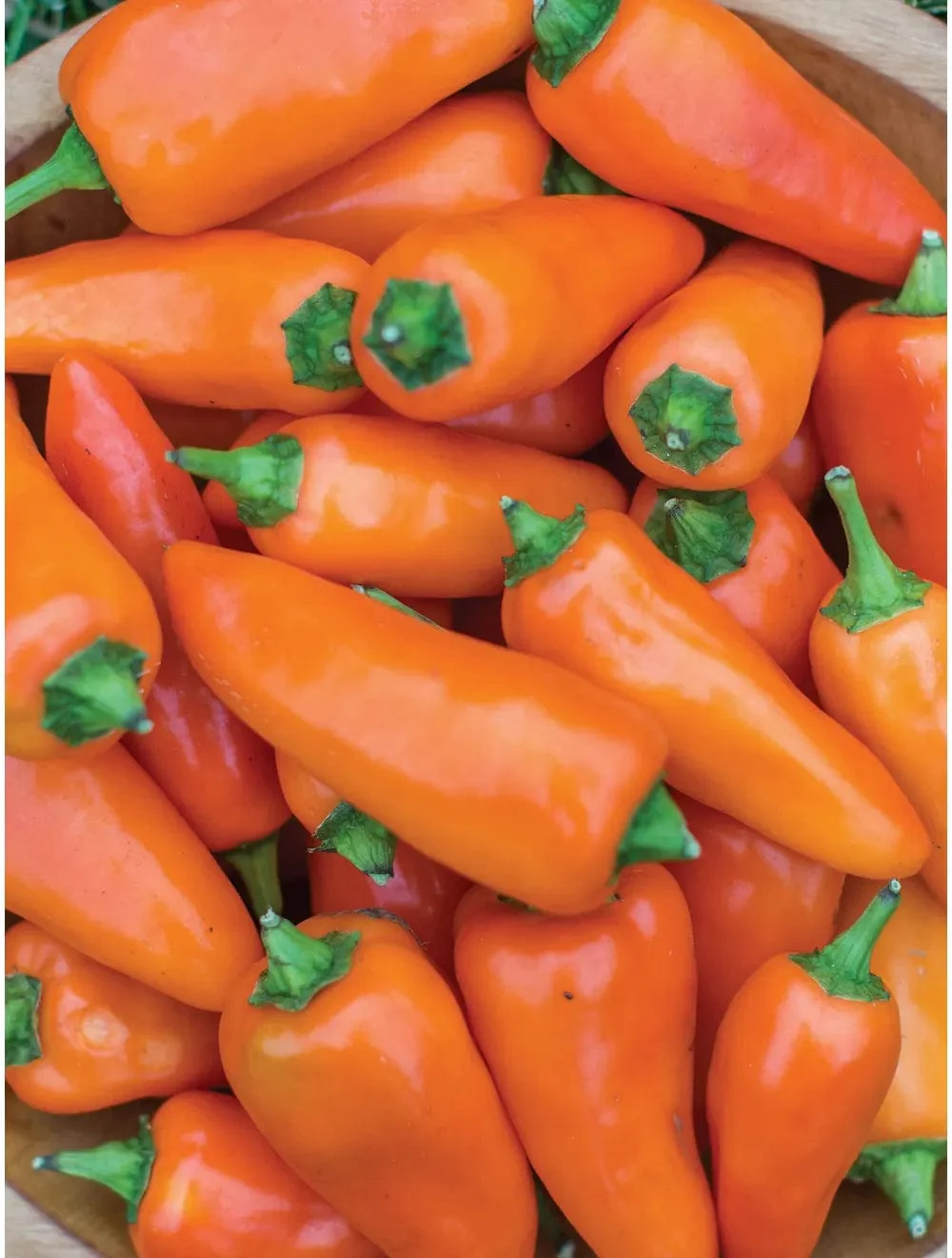 Pepper Sweet Tangerine Dream - Burpee Seeds