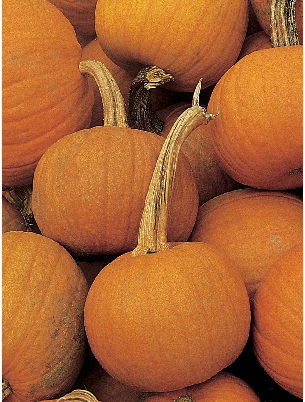 Pumpkin Early Sweet Sugar Pie - Burpee Seeds