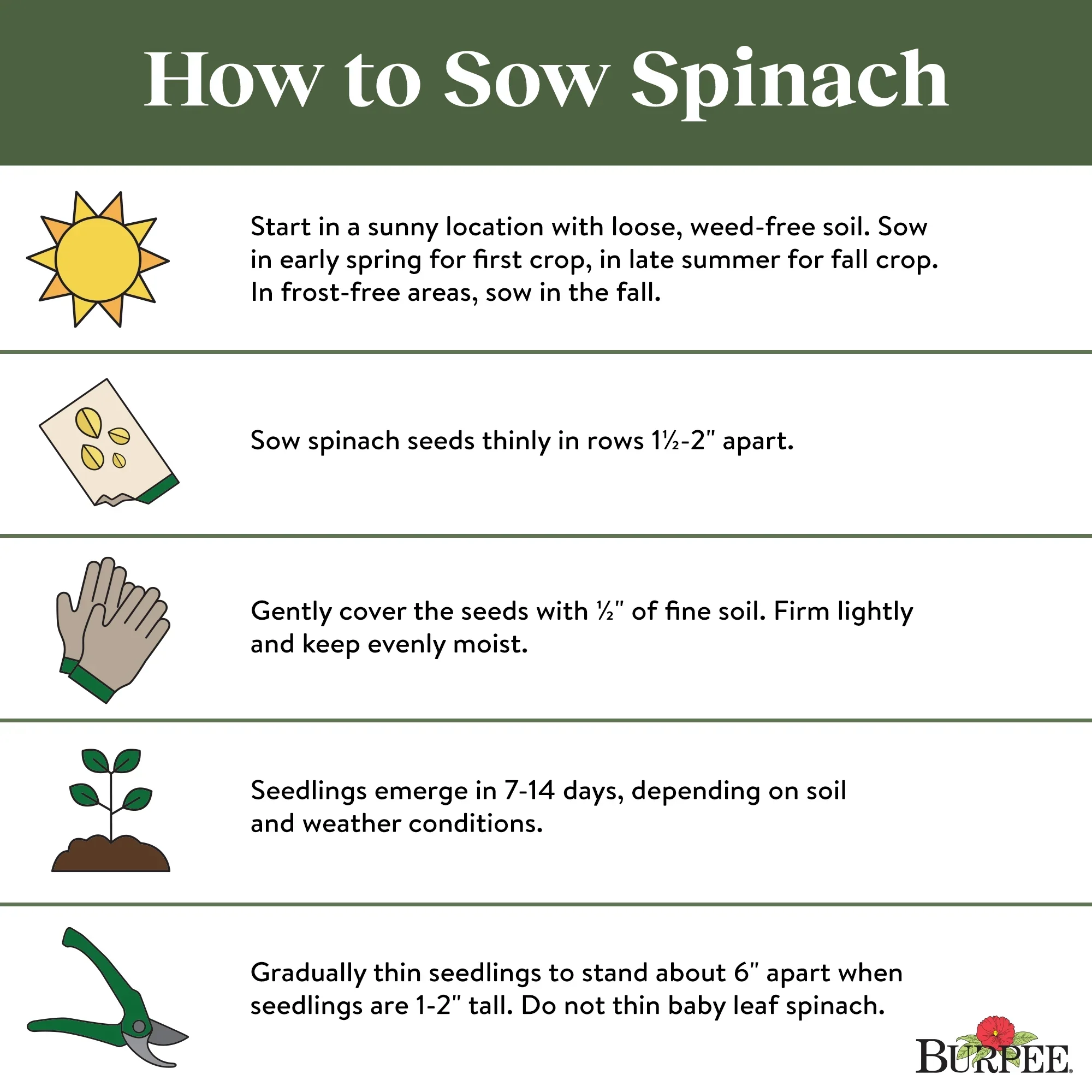 Spinach Salad Sensation - Burpee Seeds - Image 5