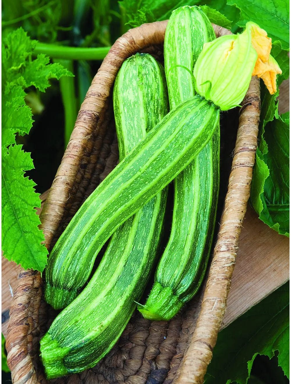 Zucchini Italian Ribbed - Burpee Seeds - Image 2