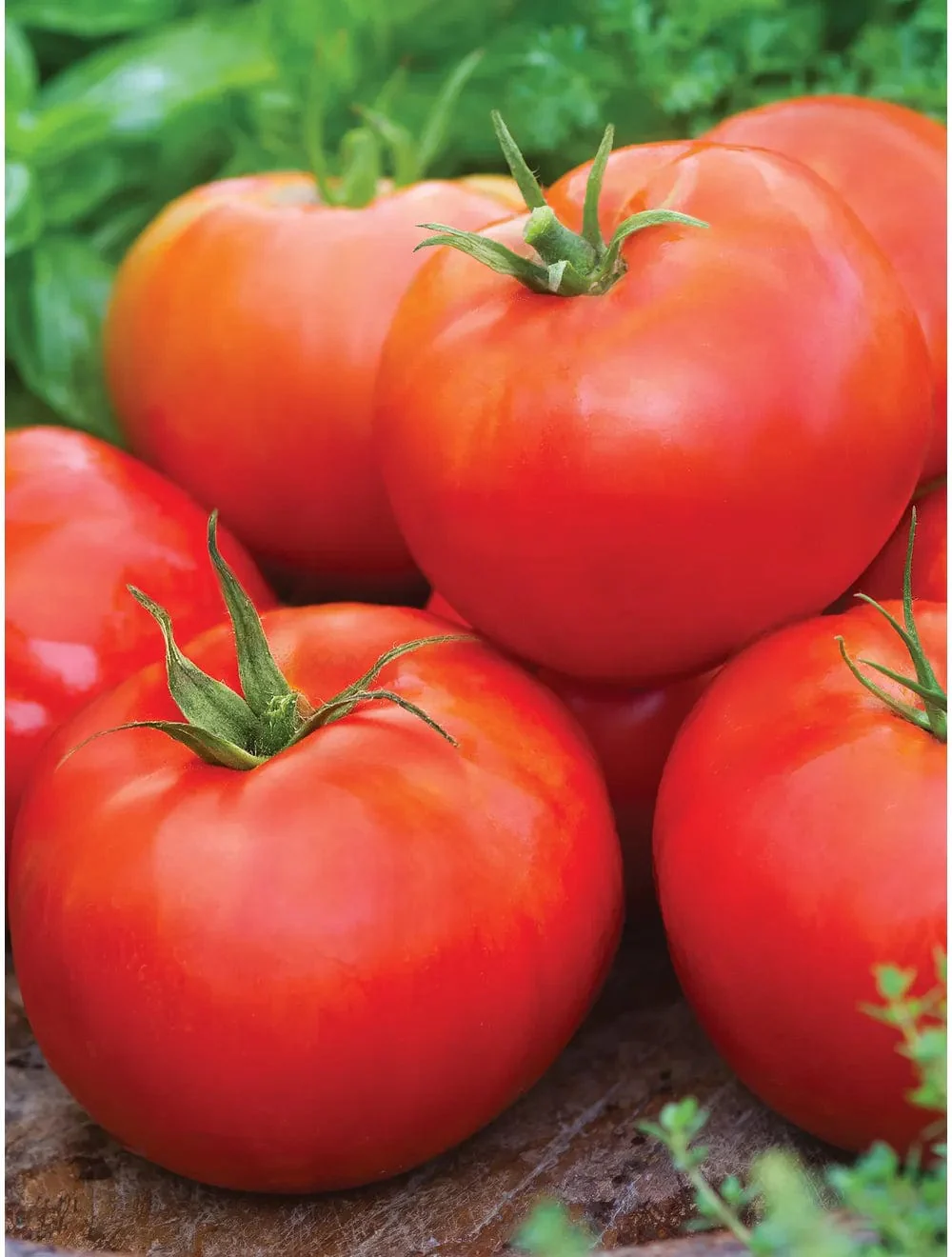 Tomato Big Daddy Hybrid - Burpee Seeds - Image 3