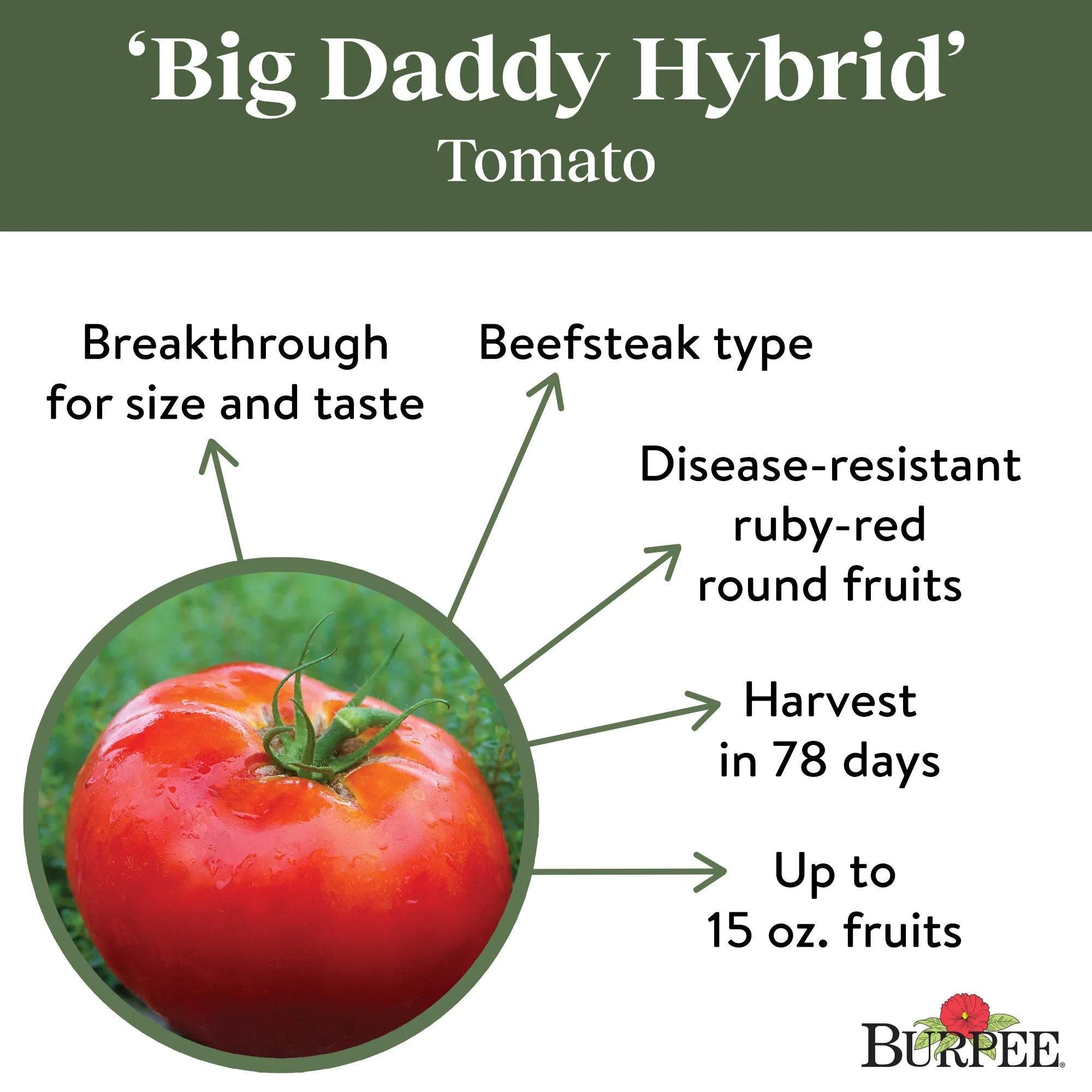 Tomato Big Daddy Hybrid - Burpee Seeds - Image 4