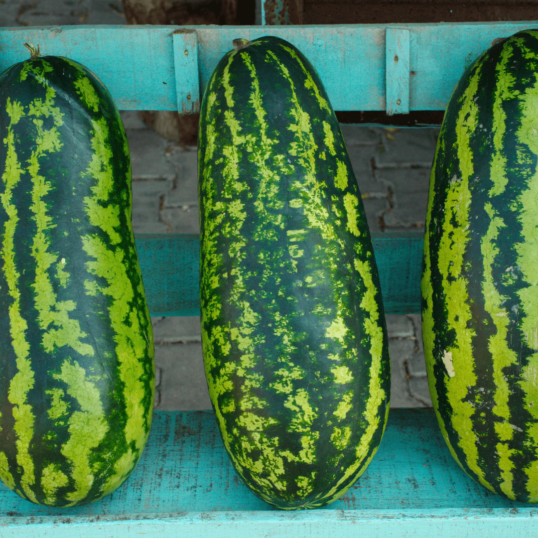 Organic Watermelon Jubilee - Burpee Seeds - Image 3