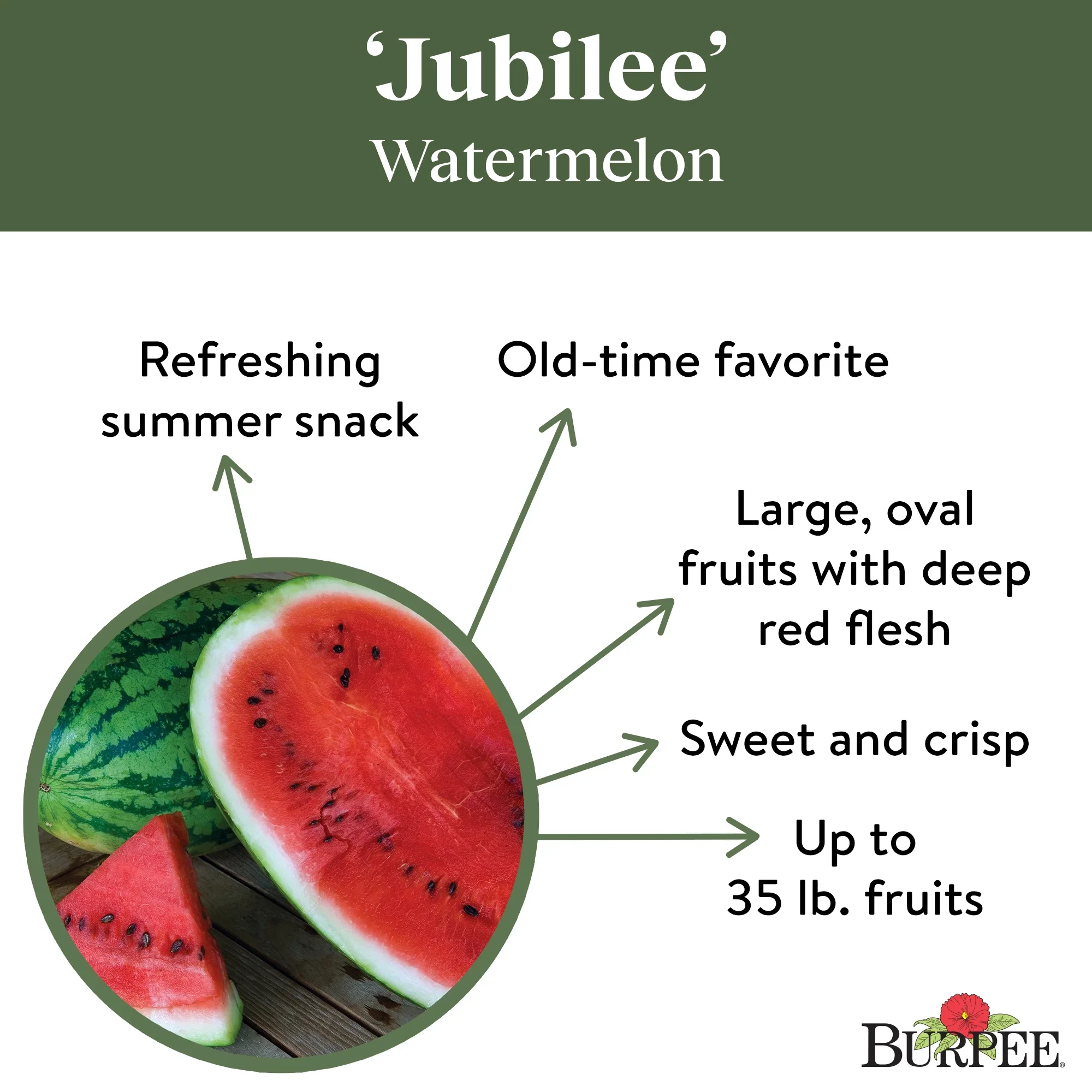 Organic Watermelon Jubilee - Burpee Seeds - Image 5