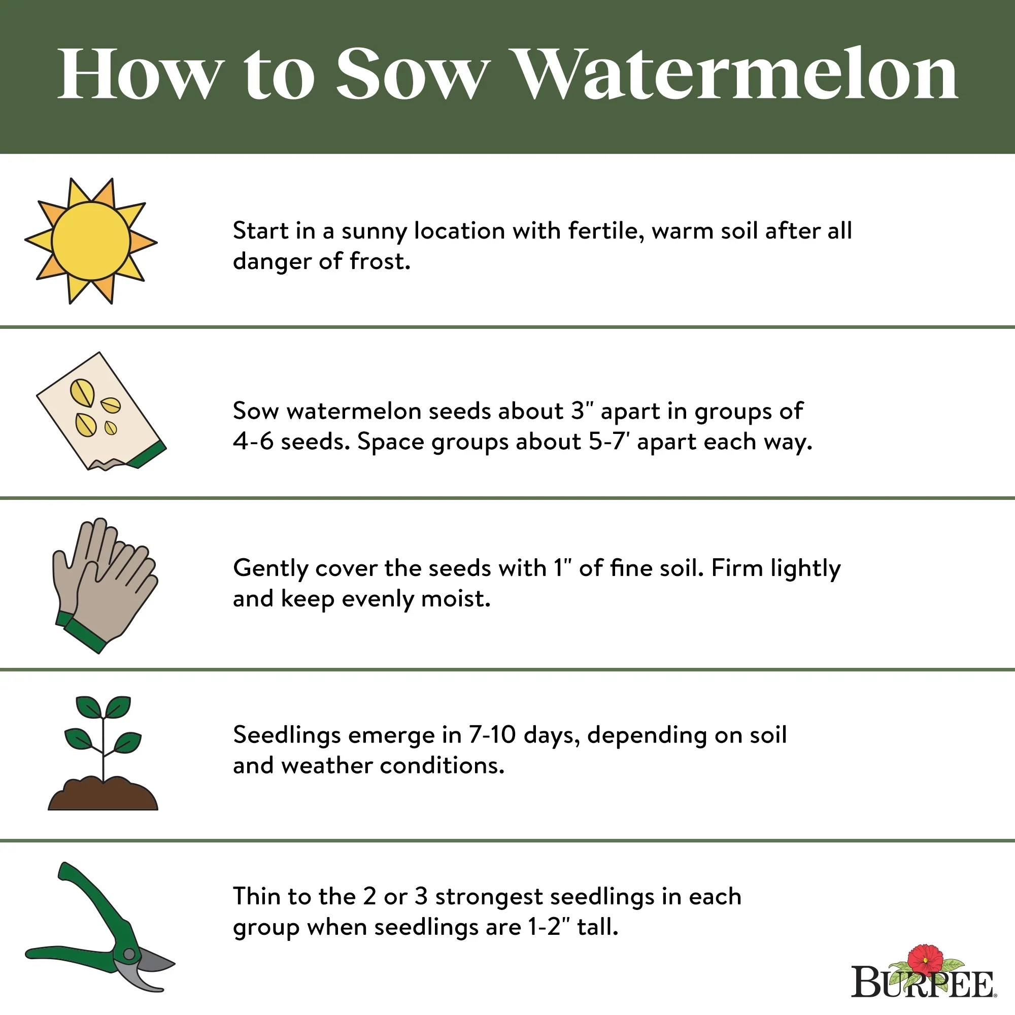 Organic Watermelon Jubilee - Burpee Seeds - Image 6