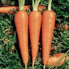 Organic Carrot Danvers 126 - Burpee Seeds