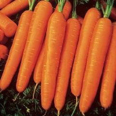 Organic Carrot Half-Long Nantes - Burpee Seeds