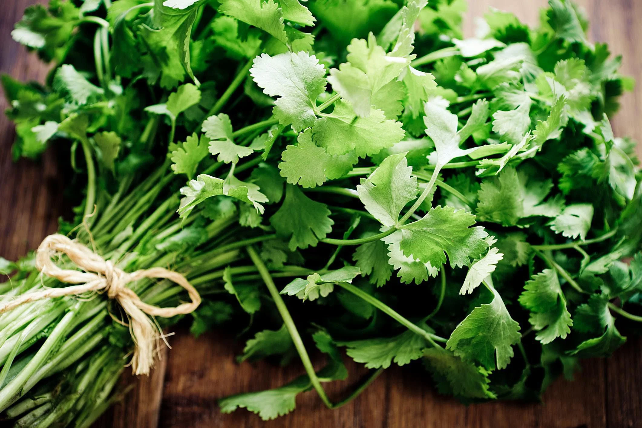 Organic Cilantro - Burpee Seeds - Image 2