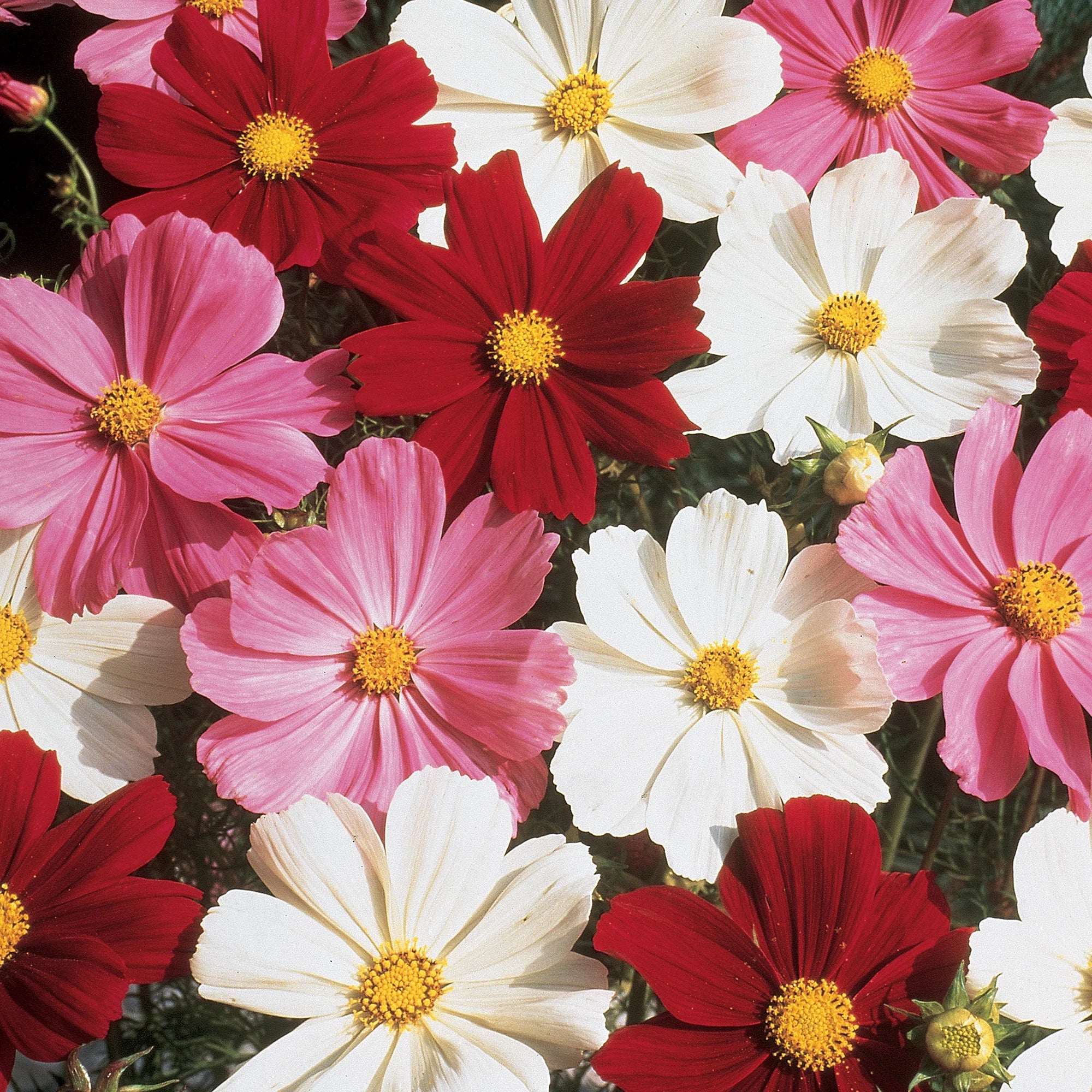 Cosmos Gazebo Mix - Burpee Seeds - Image 2