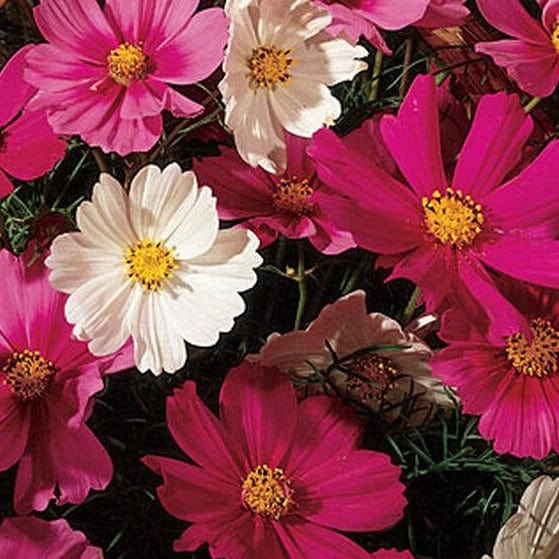 Cosmos Sensation Mix - Burpee Seeds - Image 2