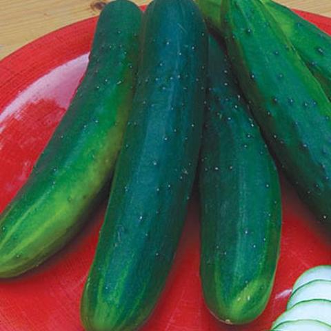 Cucumber Garden Sweet Burpless Hybrid - Burpee Seeds