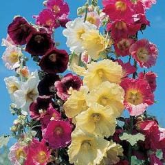Hollyhock Country Romance Mix - Burpee Seeds - Image 2