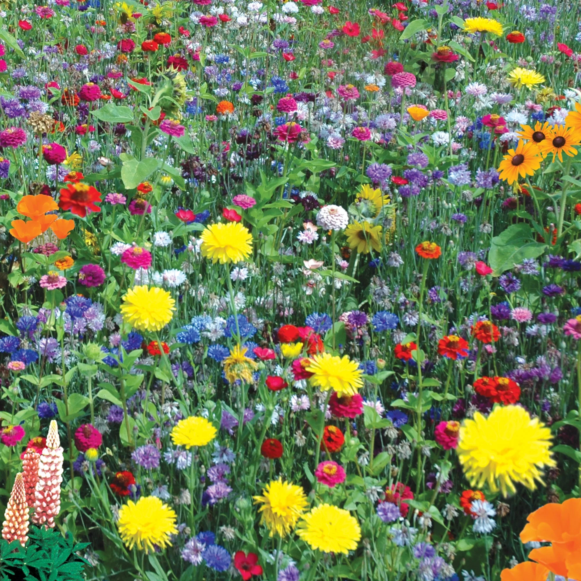 Mixed Flowers Hummingbird and Butterfly Mix - Burpee Seeds - Image 4