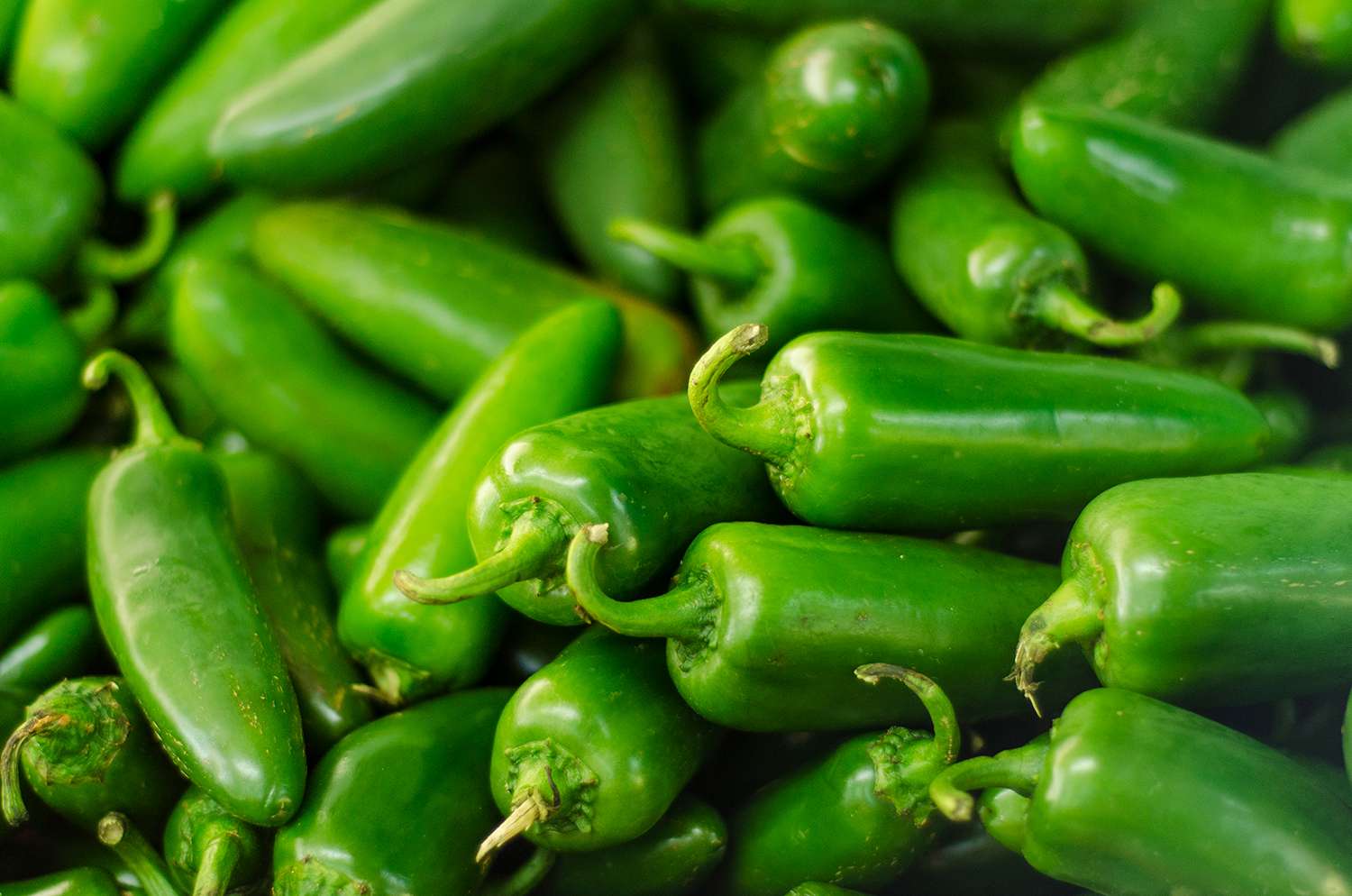 Organic Jalapeño Early - Burpee Seeds - Image 2