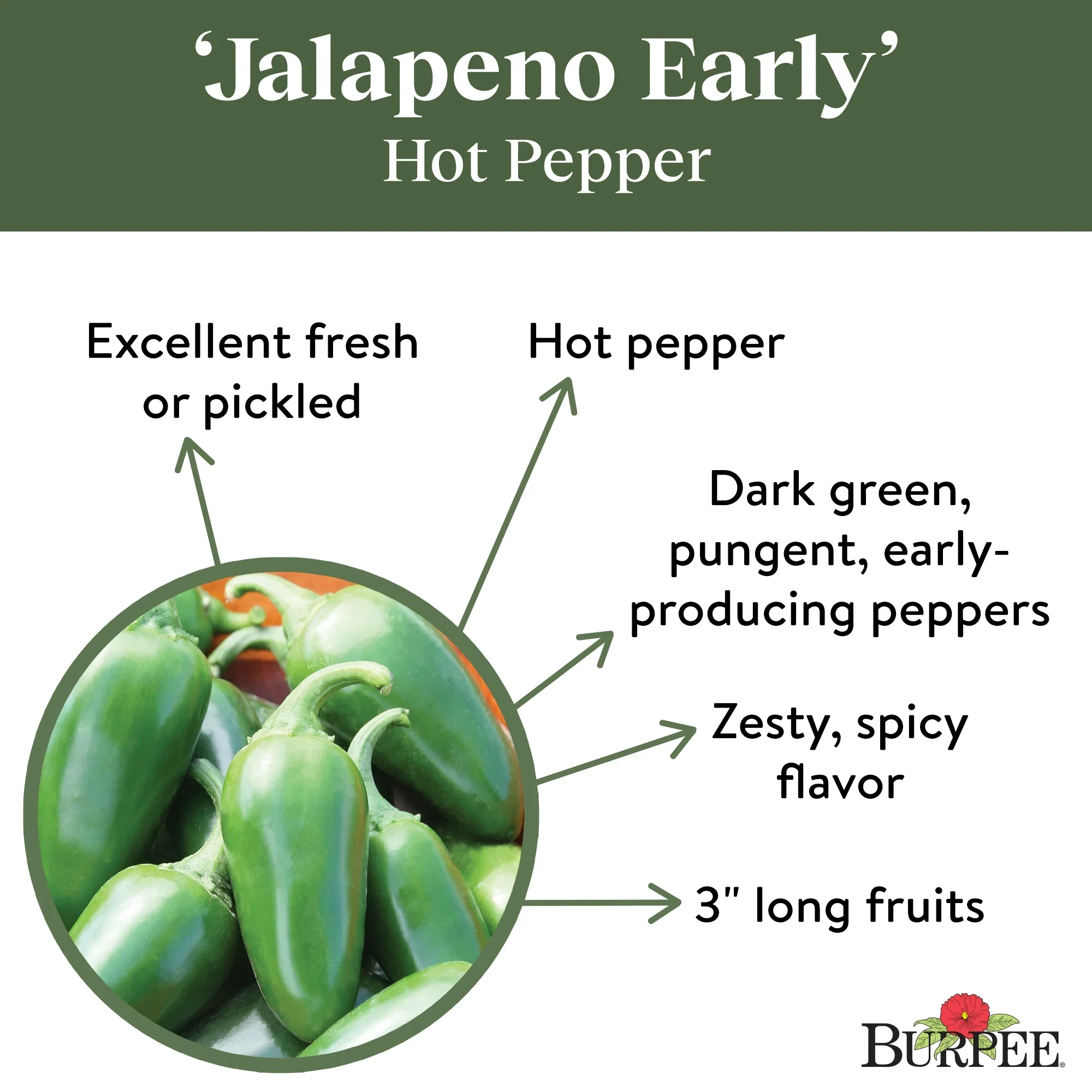 Organic Jalapeño Early - Burpee Seeds - Image 3