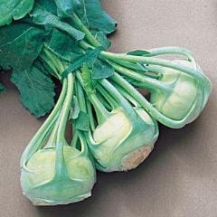 Kohlrabi Early White Vienna - Burpee Seeds - Image 2