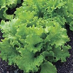 Lettuce Black Seeded Simpson - Burpee Seeds - Image 3