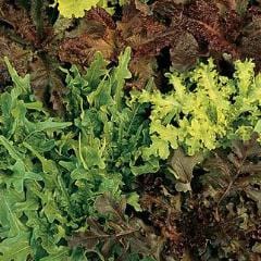 Lettuce Gourmet Blend - Burpee Seeds - Image 2