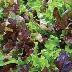 Lettuce Gourmet Blend - Burpee Seeds - Image 3