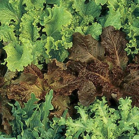 Organic Lettuce Gourmet Blend - Burpee Seeds