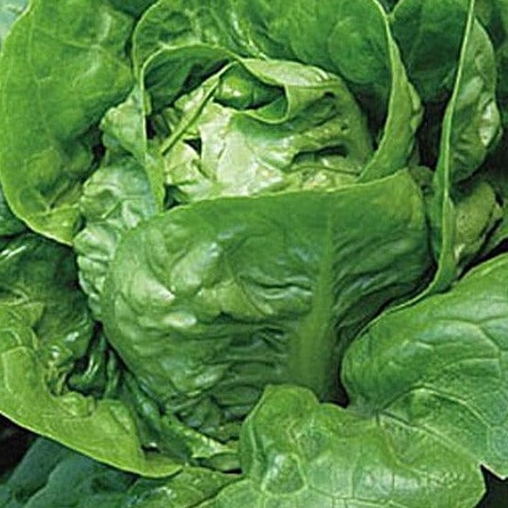 Lettuce Little Gem - Burpee Seeds - Image 3