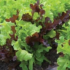 Lettuce Looseleaf Blend - Burpee Seeds - Image 2