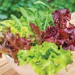 Lettuce Looseleaf Blend - Burpee Seeds - Image 3