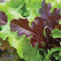 Lettuce Looseleaf Blend - Burpee Seeds - Image 4