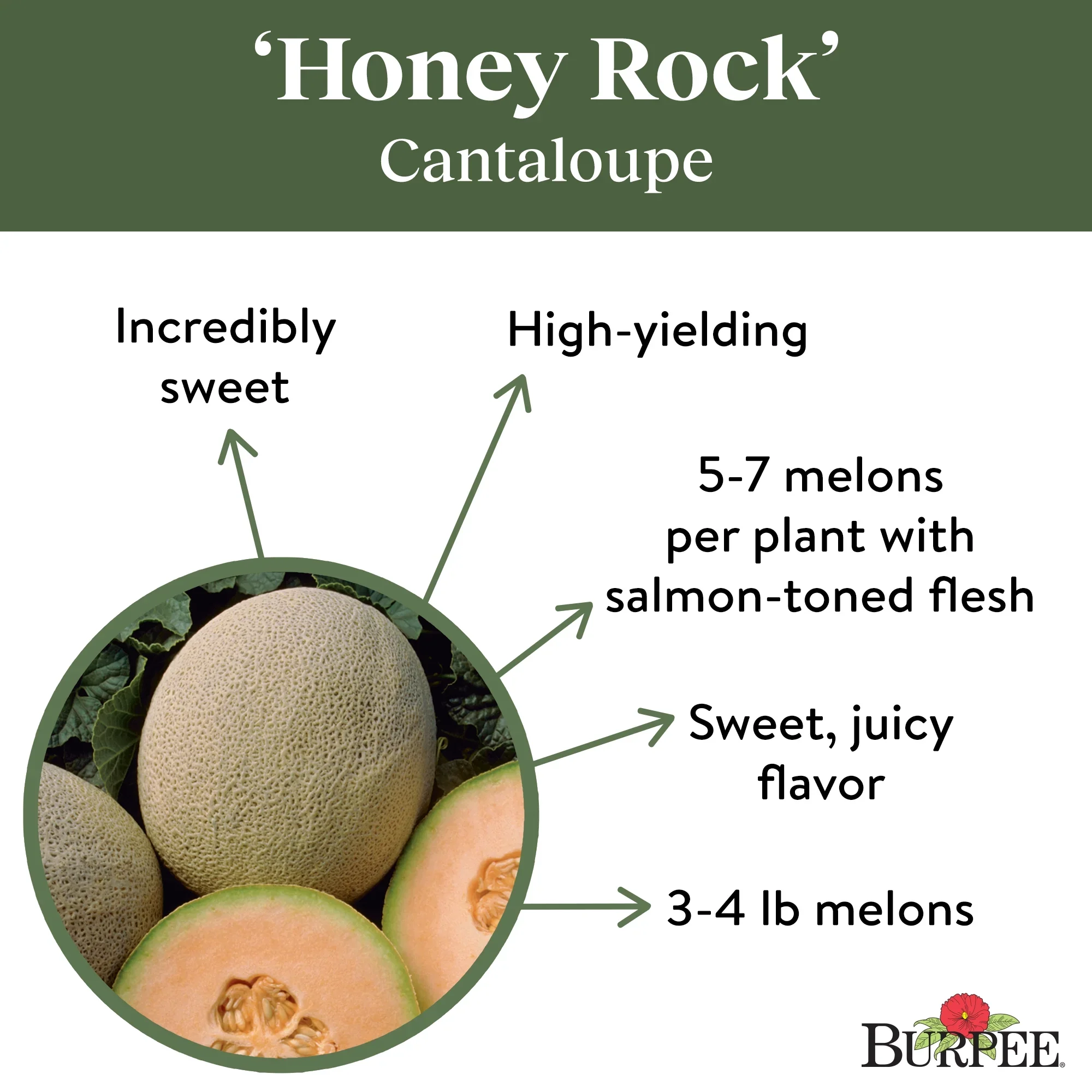 Cantaloupe Honey Rock Melon - Burpee Seeds - Image 3