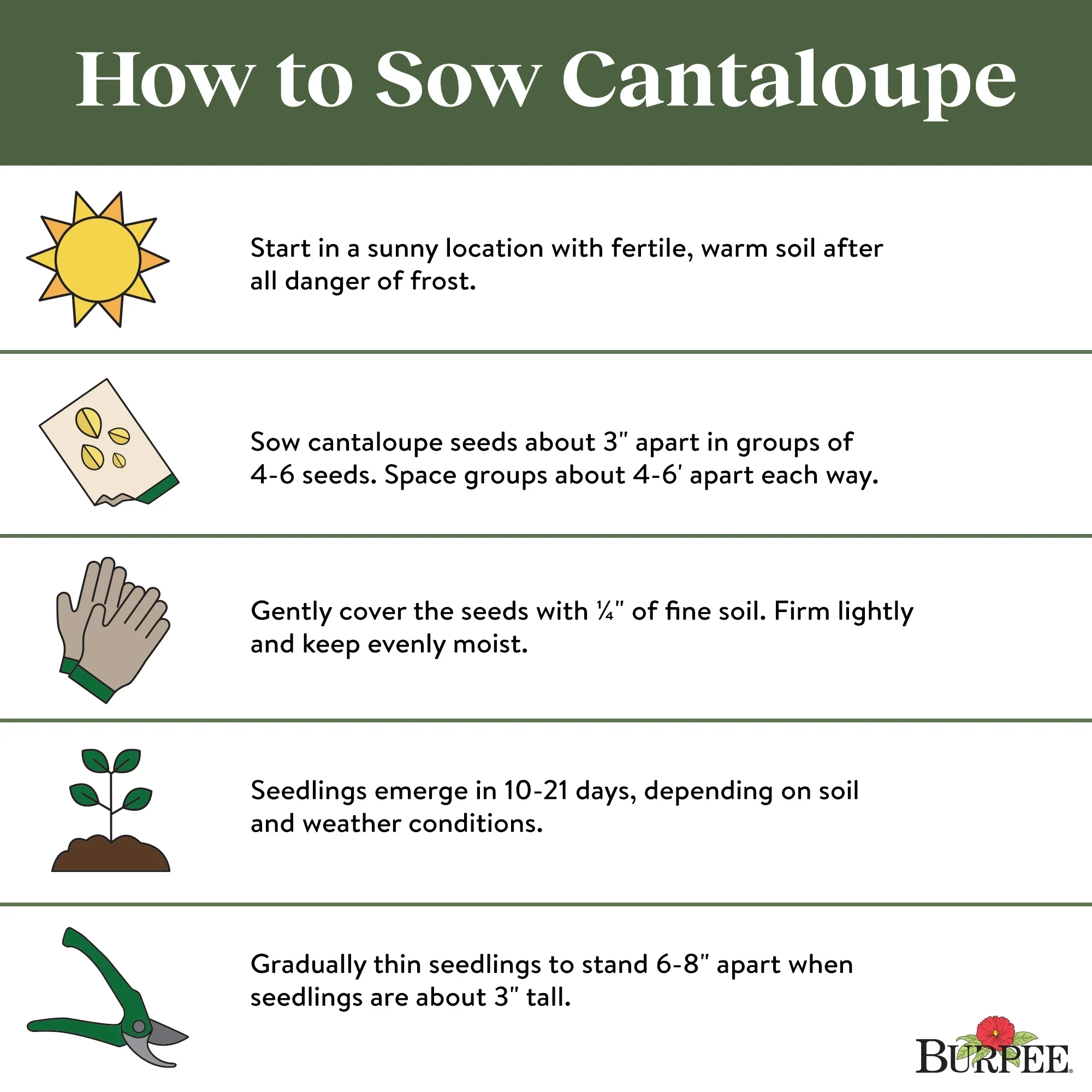Cantaloupe Honey Rock Melon - Burpee Seeds - Image 4