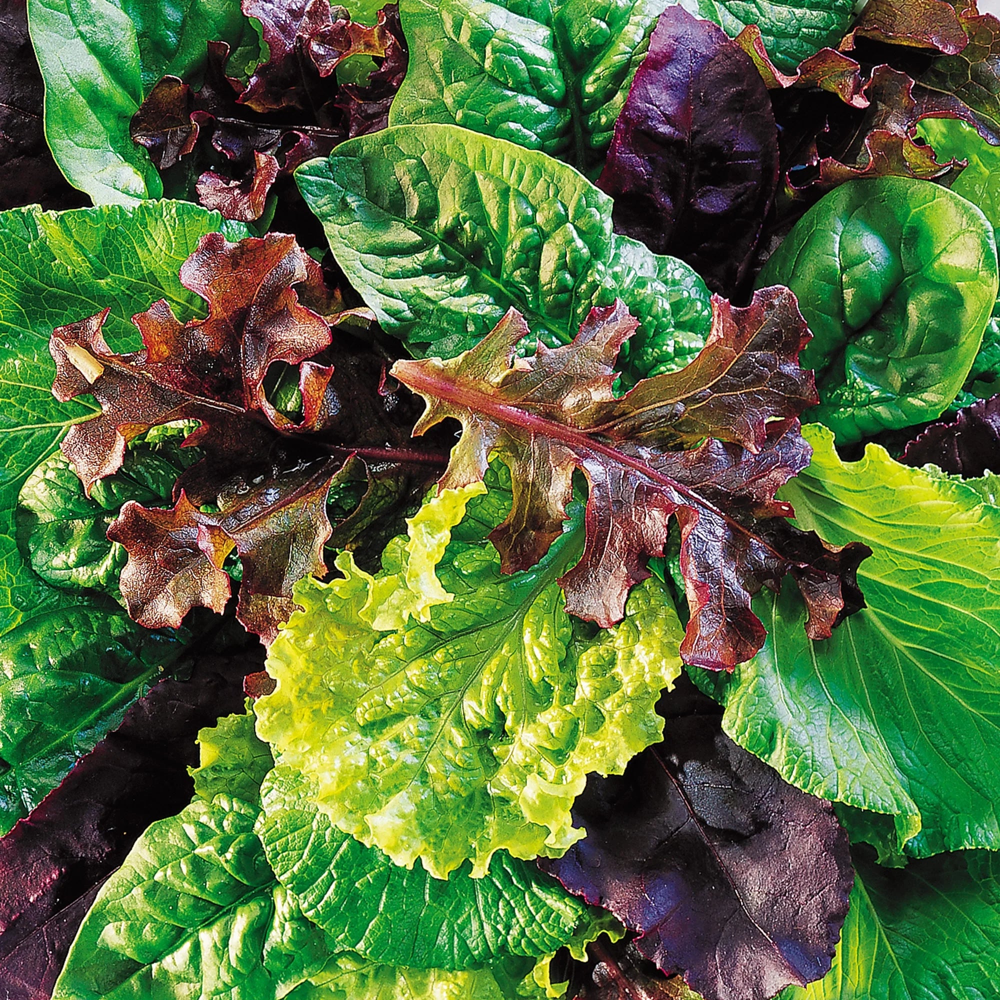 Mesclun Sweet Salad Mix - Burpee Seeds - Image 2